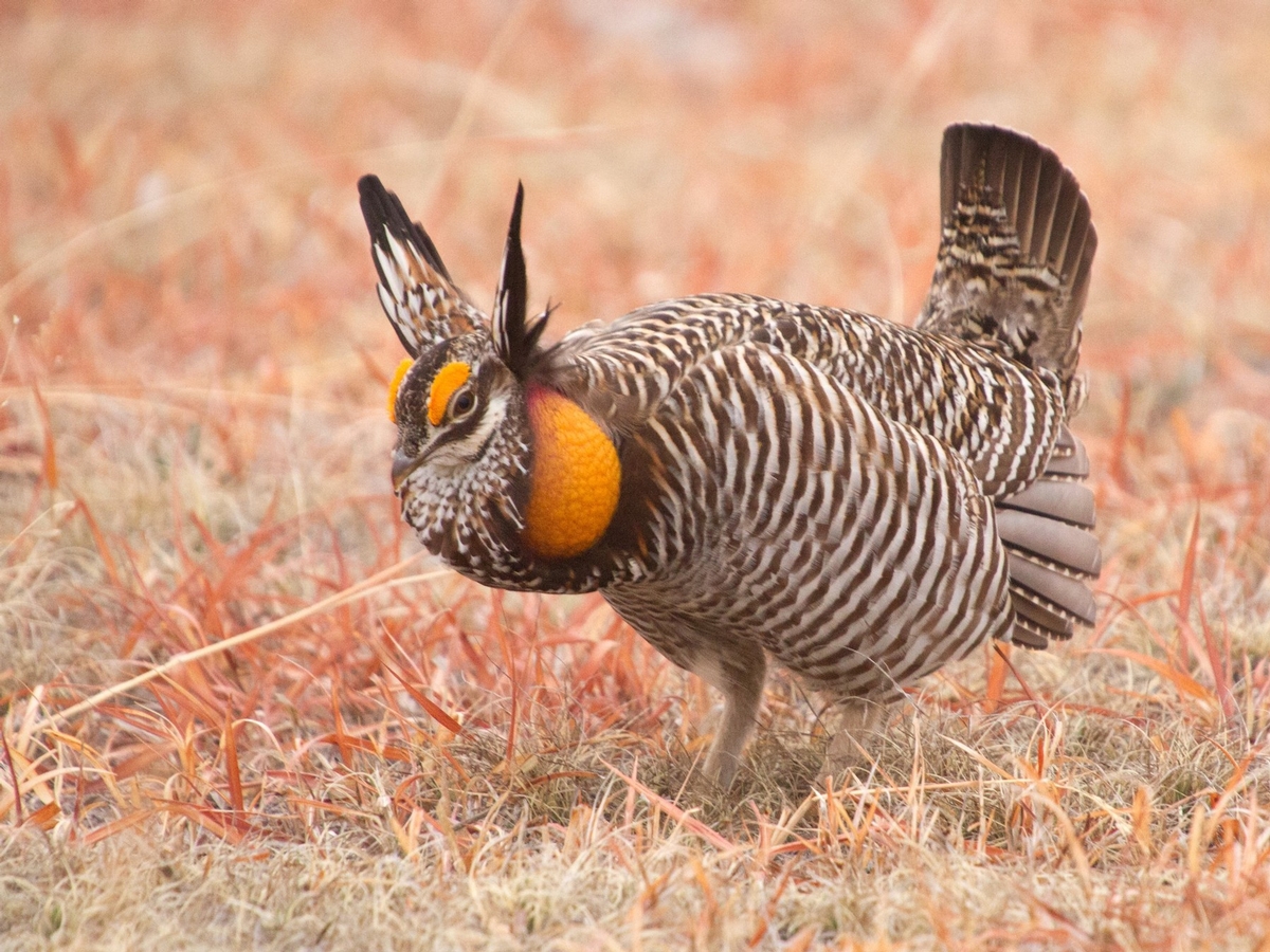 Grouse & Prairie Chicken